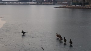 Canards sur un lac gelé