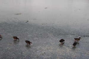 Canards sur un lac gelé