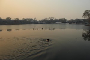 Canards accompagnés d'un étrange poisson