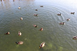 Canards de Beihai