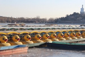 Canards en pleine hibernation