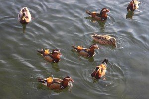 Canards mandarins de Beihai